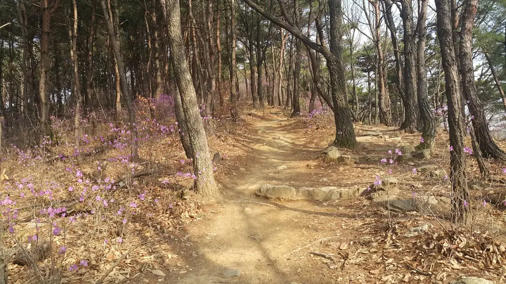 <대구 수성구 파동 \"법이산 사진찍기 좋은 곳\"> 수성못 벚꽃구경과 함께 수성못 뒤 법이산 등산 작업 사진 5