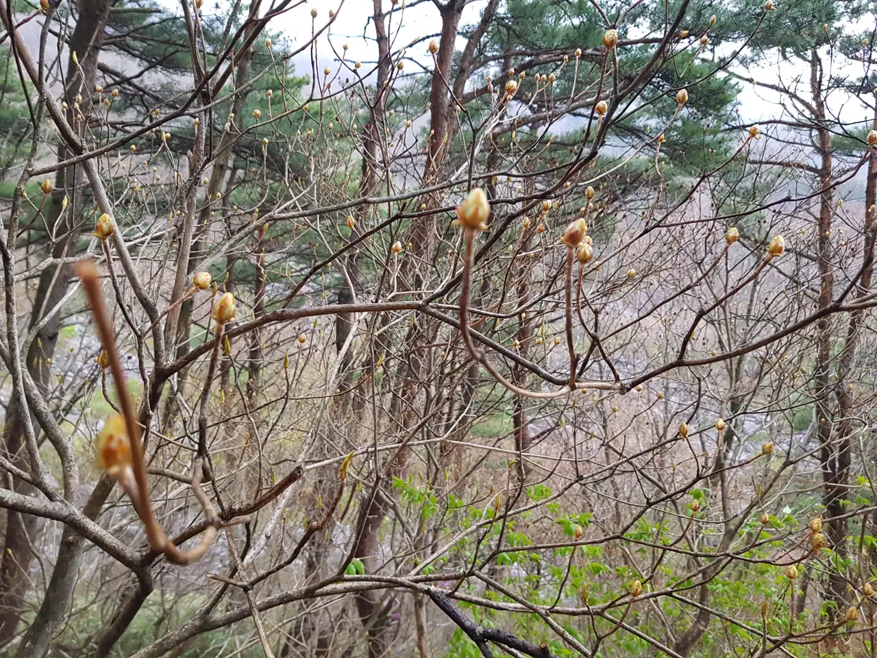 (5점) 대구 비슬산 참꽃. 비슬산자연휴양림 공영주차장->대견사 코스. 작업 사진 24
