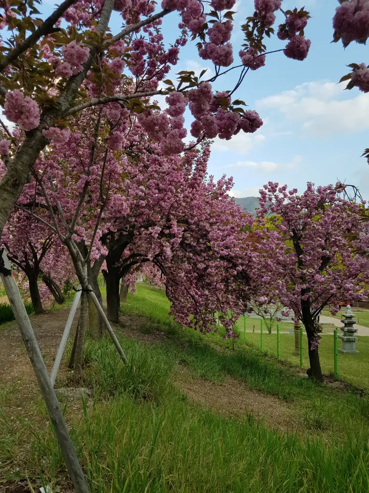 (4점) 대구 달서구 상인동 4월 겹벚꽃 보기 좋은 곳 '월곡역사공원' 작업 사진 5