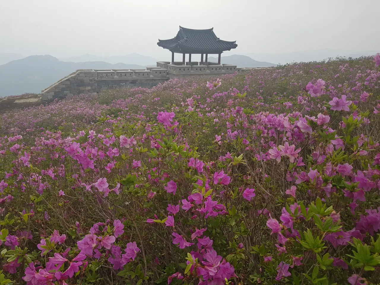 (5점) 5월 놓치면 안 되는 봄꽃 여행지 경남 합천 '황매산 철쭉' 작업 사진 26