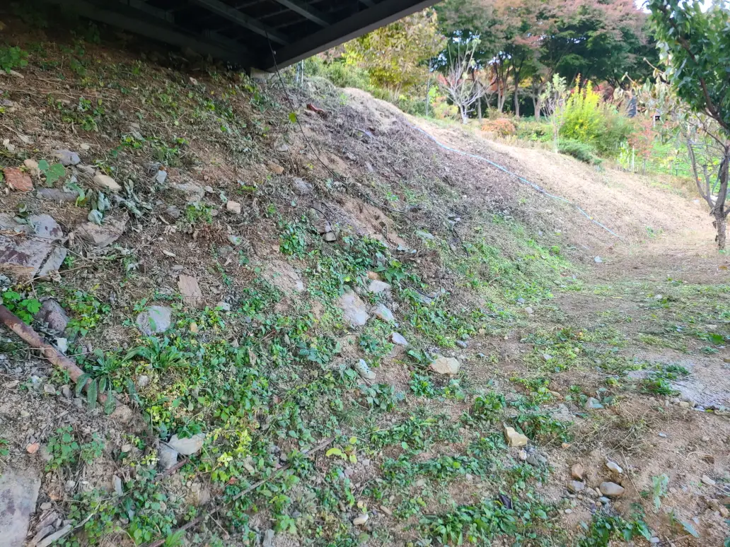 (대구 주택정원관리 및 벌초) 제초 및 정원수 가지정리, 꽃 식재, 잔디제초제 작업. 작업 사진 3