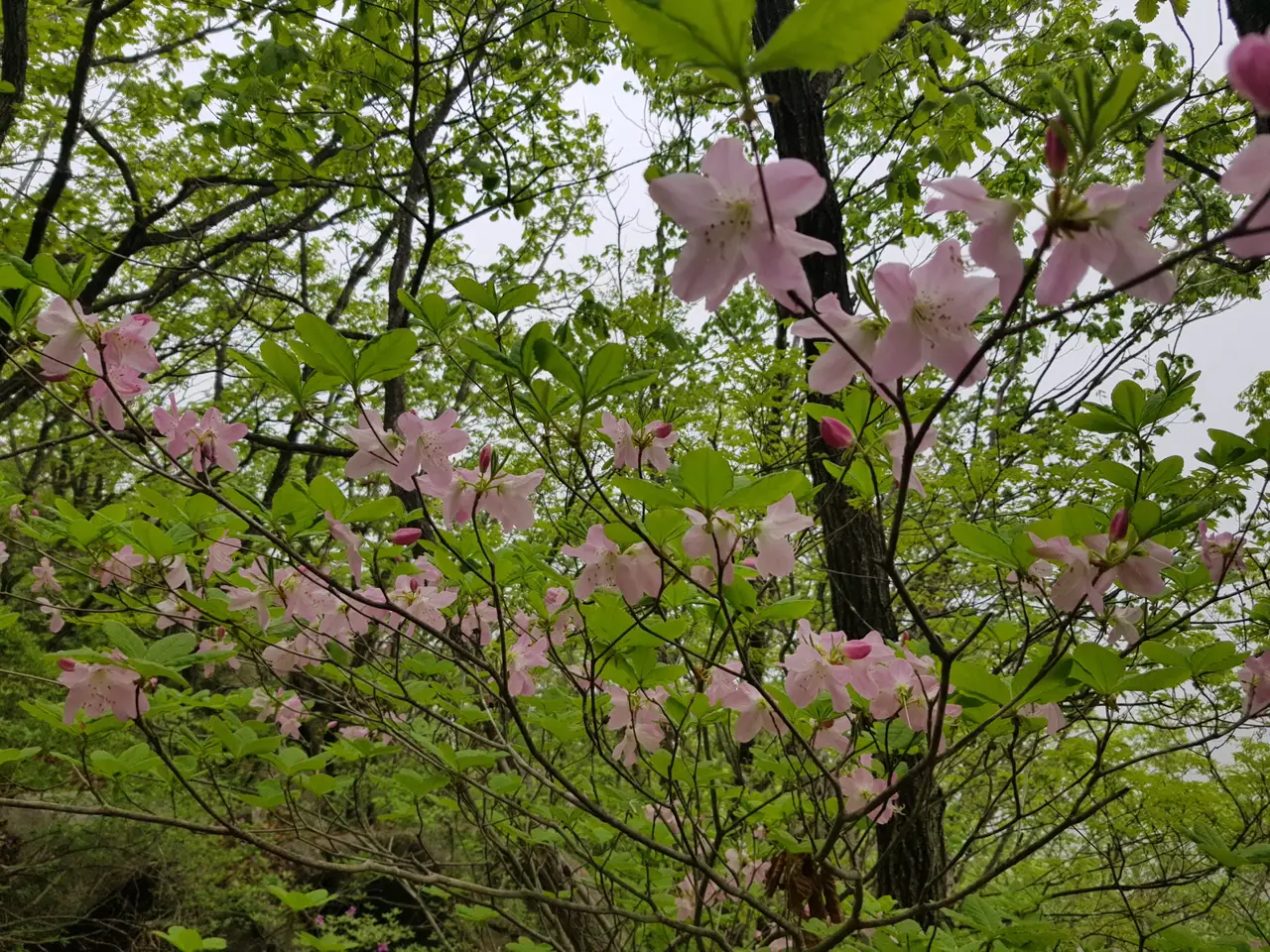 (5점) 5월 놓치면 안 되는 봄꽃 여행지 경남 합천 '황매산 철쭉' 작업 사진 18