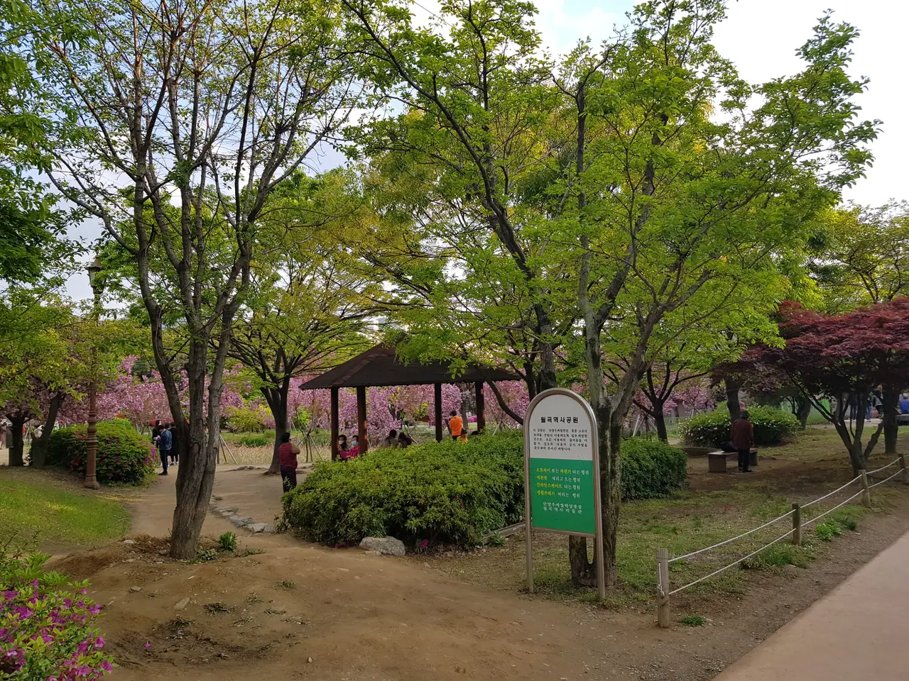 (4점) 대구 달서구 상인동 4월 겹벚꽃 보기 좋은 곳 '월곡역사공원' 작업 사진 2