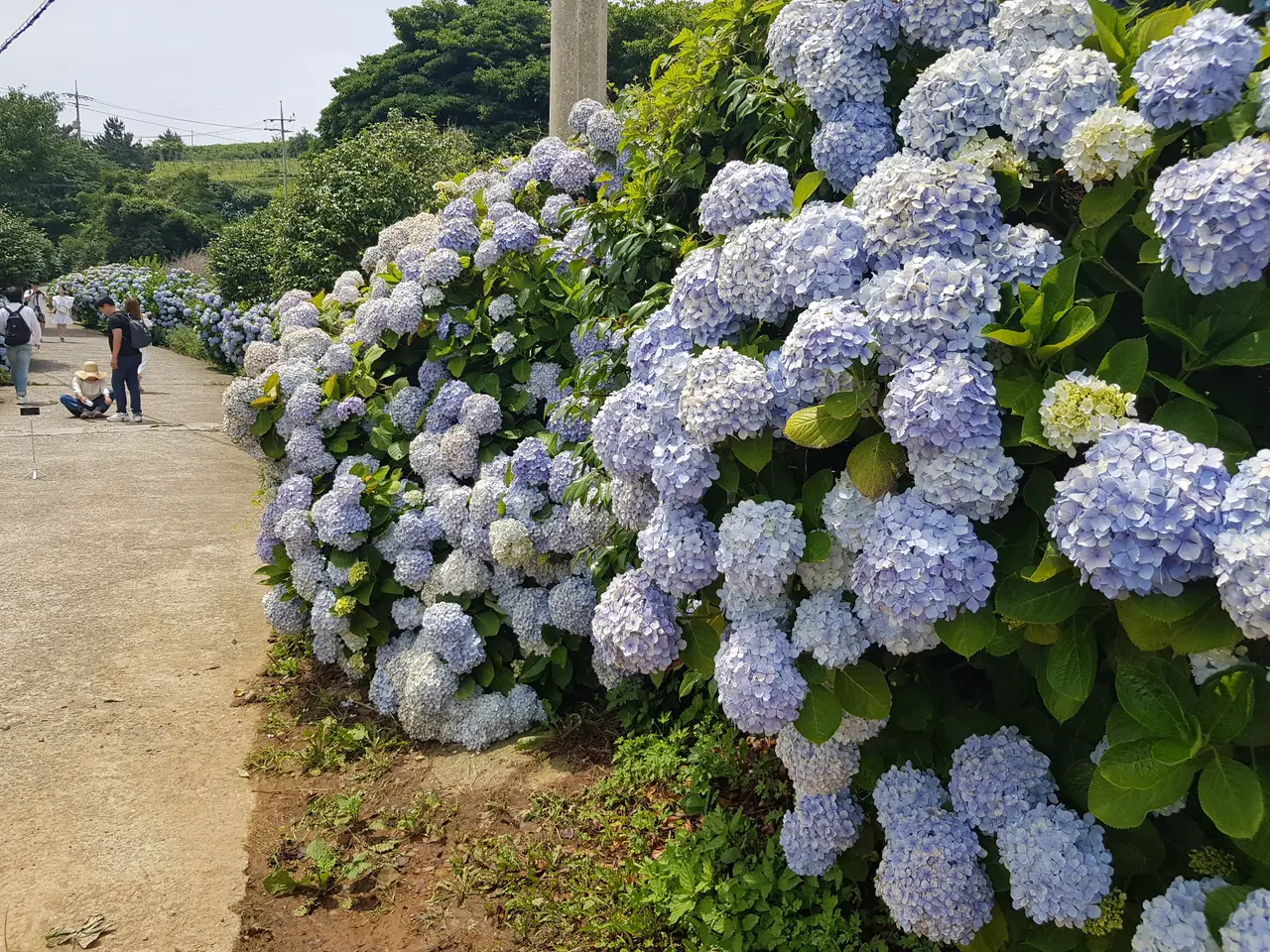 (5점) 6월 말~7월 초 경남 통영 추천 여행지. '연화도 수국 꽃 여행' 작업 사진 34