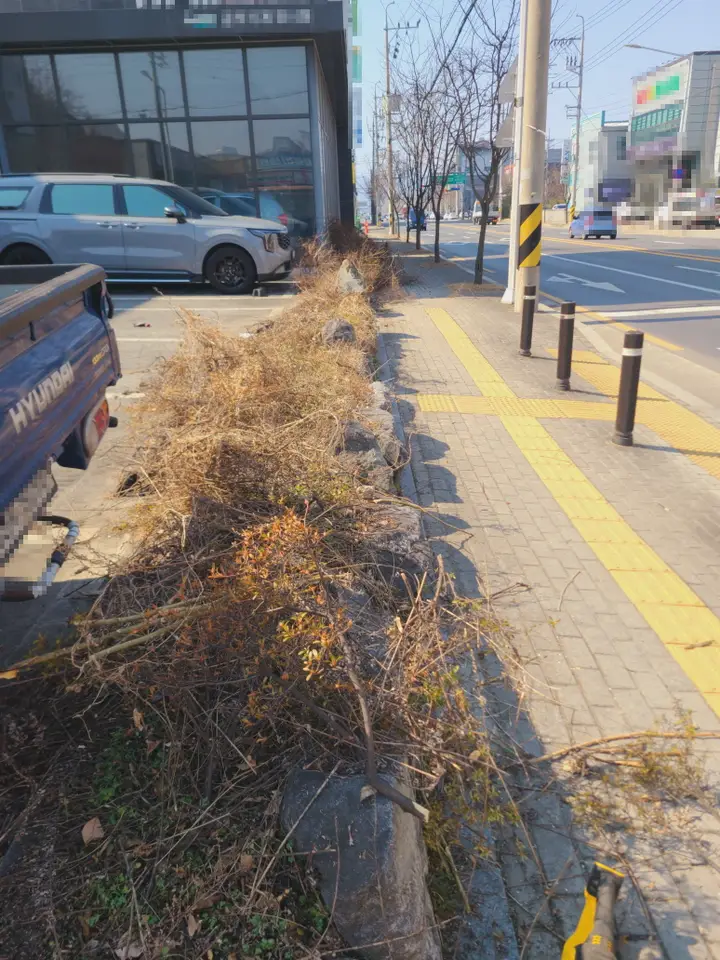 (대구제초,대구벌초) 대구 달서구 월성동 화단 제초작업 및 제초매트, 제초제 작업. 작업 사진 3