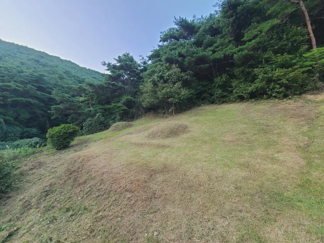 청도군 금천면 벌초 대행 후기. 벌초가격. 작업 사진 2