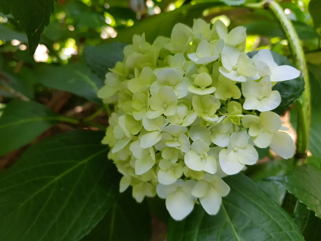부산 영도구 태종대 태종사 수국여행. 국내 최대 수국 군락지(?). 태종대 수국 포토존. 태종대 분홍집. 작업 사진 10