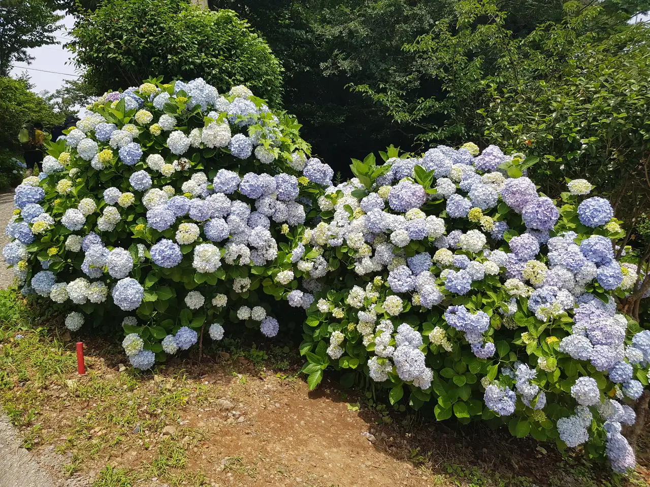 (5점) 6월 말~7월 초 경남 통영 추천 여행지. '연화도 수국 꽃 여행' 작업 사진 30