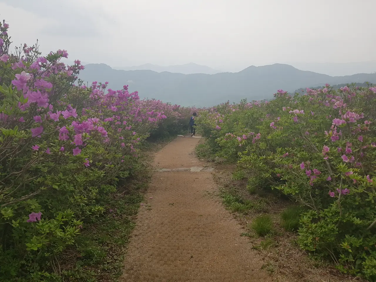 (5점) 5월 놓치면 안 되는 봄꽃 여행지 경남 합천 '황매산 철쭉' 작업 사진 24