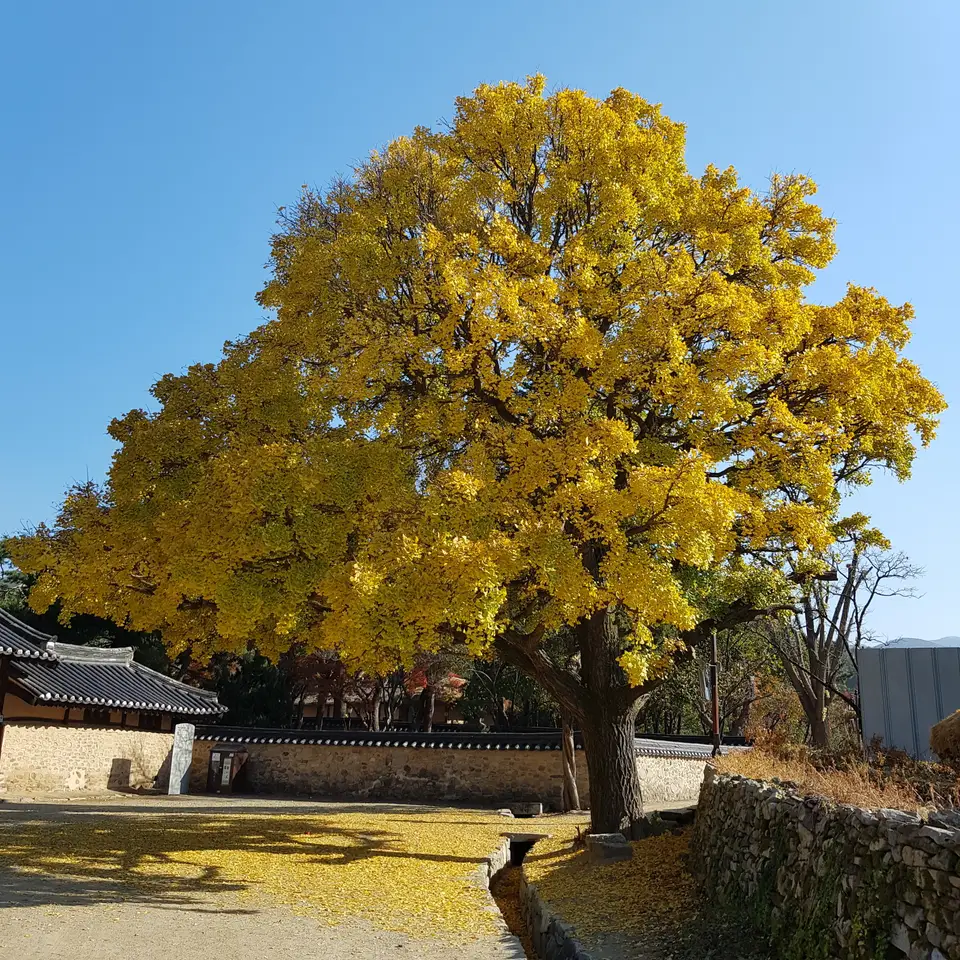 (5점) 충남 아산.  한옥 민박이 가능한 민속마을인 '외암마을'의 여름과 가을. 작업 사진 3
