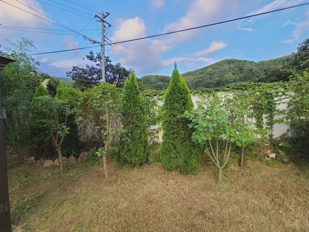 청도군 이서면 주택 정원 관리. 잔디깍기, 조경수 가지치기, 잡초 제거 등. (주택정원관리비용) 작업 사진 11