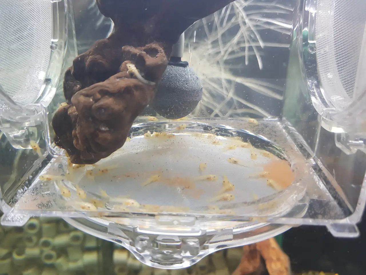 밥 안 먹어서 유목 넣어줬더니 드디어 먹는 안시 성어와 브라인 쉬림프 먹방 중인 안시 치어들. 작업 사진 2
