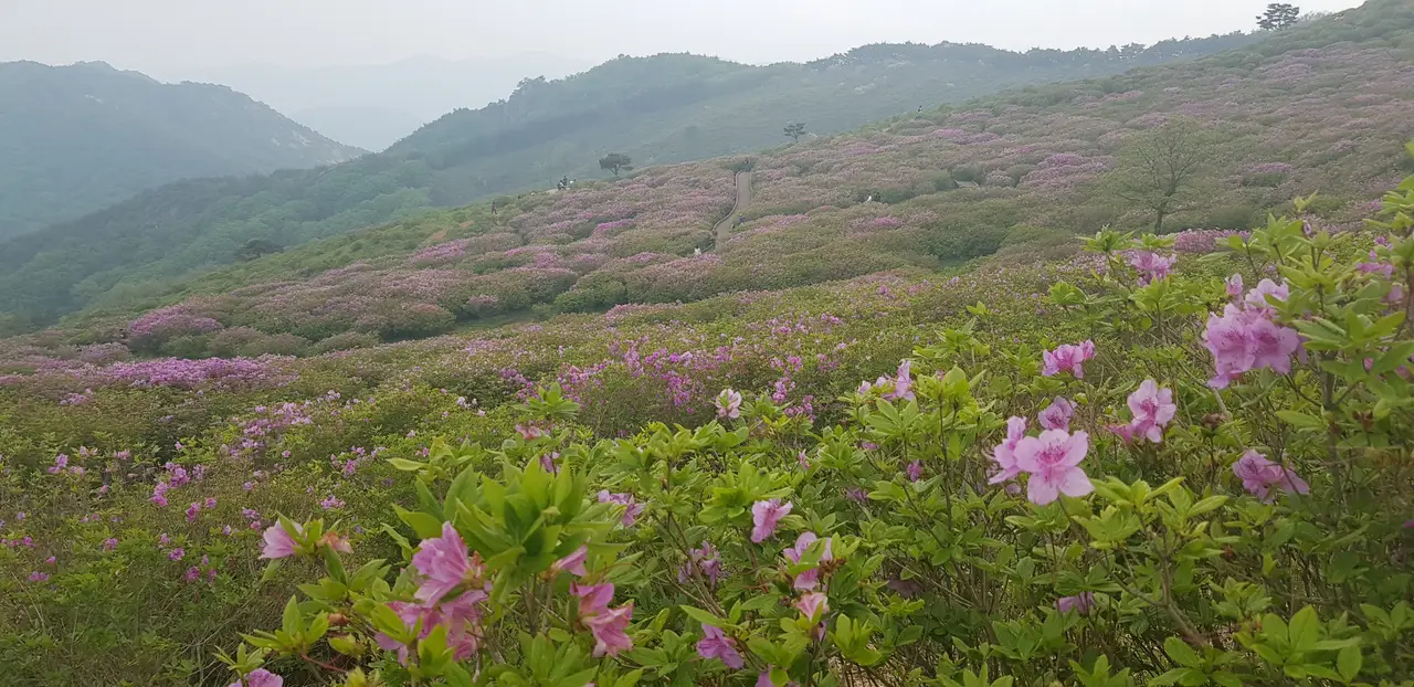 (5점) 5월 놓치면 안 되는 봄꽃 여행지 경남 합천 '황매산 철쭉' 작업 사진 35
