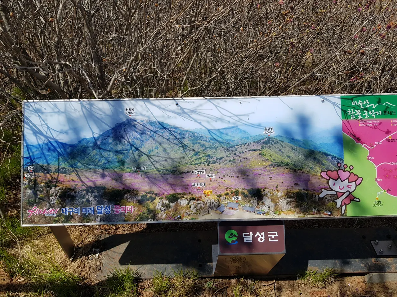 2020년 아쉬운 비슬산 참꽃. 유가사=>천왕봉=>참꽃군락지=>유가사 코스 작업 사진 47