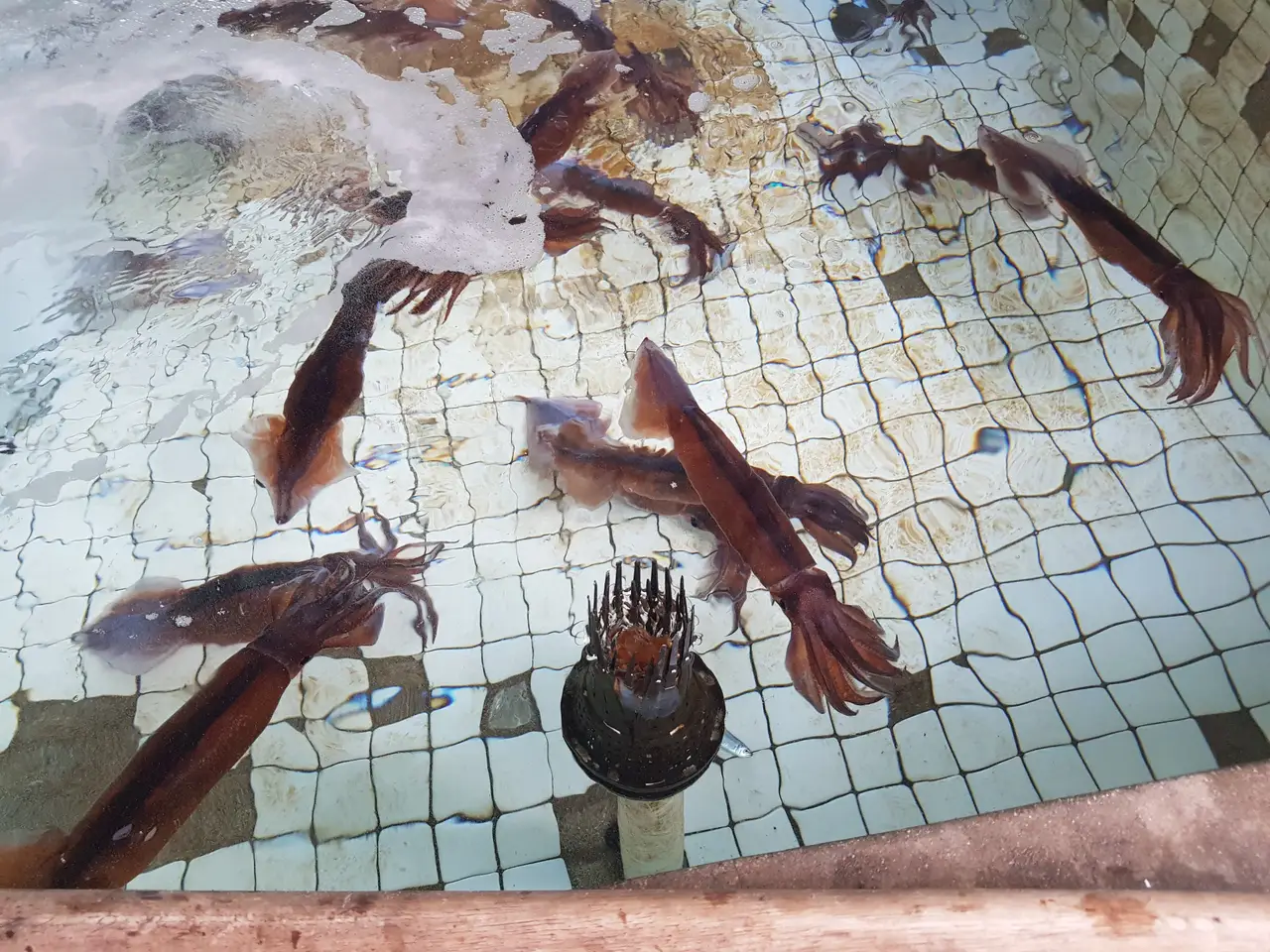 (5점) 울진군 기성면 망양리. 울진에 있는 회덮밥 맛집 '울산회식당' 작업 사진 3