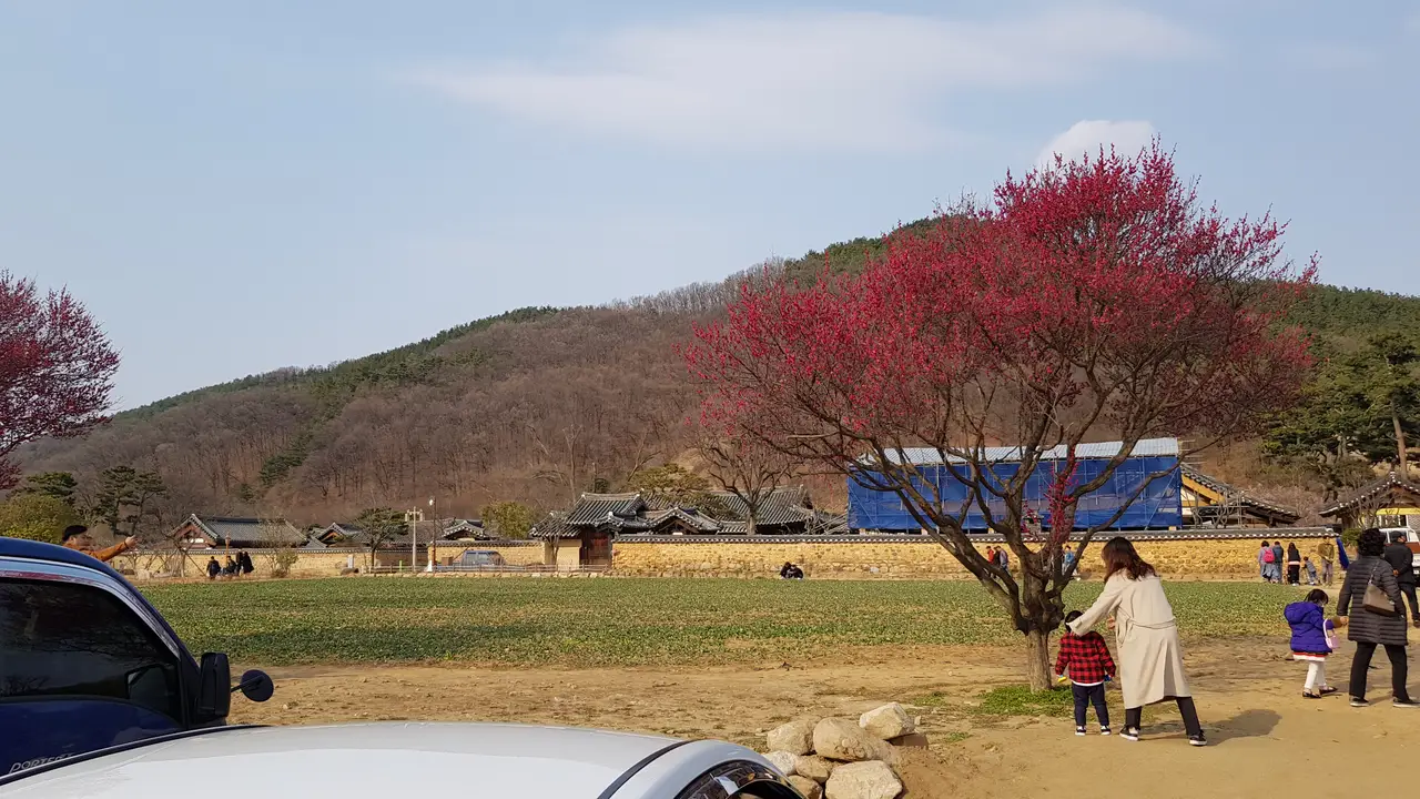 대구 3월달 매화꽃 사진 찍기 좋은 곳. 남평문씨본리세거지. 작업 사진 2