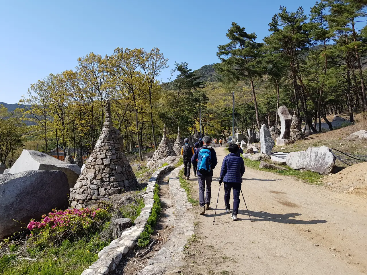 2020년 아쉬운 비슬산 참꽃. 유가사=>천왕봉=>참꽃군락지=>유가사 코스 작업 사진 75