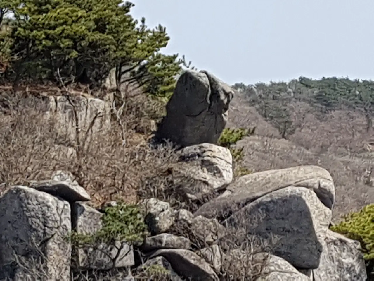 2020년 아쉬운 비슬산 참꽃. 유가사=>천왕봉=>참꽃군락지=>유가사 코스 작업 사진 64