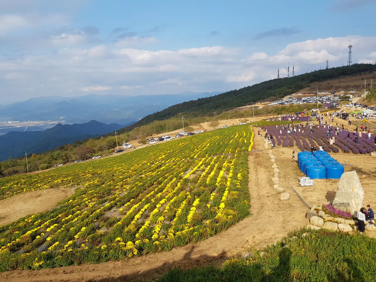 (1점) 경남 거창 감악산 국화. 분통 터지고 시간만 날리고 옴. 작업 사진 8