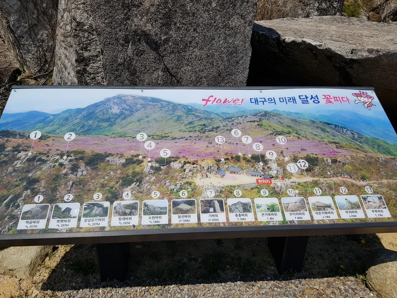 2020년 아쉬운 비슬산 참꽃. 유가사=>천왕봉=>참꽃군락지=>유가사 코스 작업 사진 53