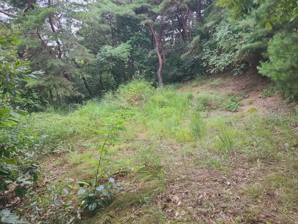 (벌초 대행) 영천시 고경면, 대창면, 북안면, 신녕면, 임고면, 청통면, 화남면, 화북면, 화산면 벌초 후기. 가격. 작업 사진 73
