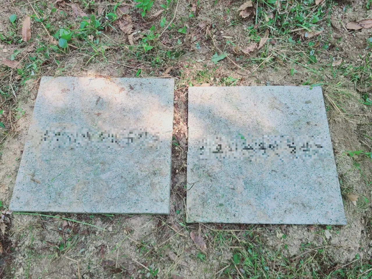 (벌초대행) 영천시 청통면. 아카시아 잡목 무성한 터 정리. 작업 사진 4