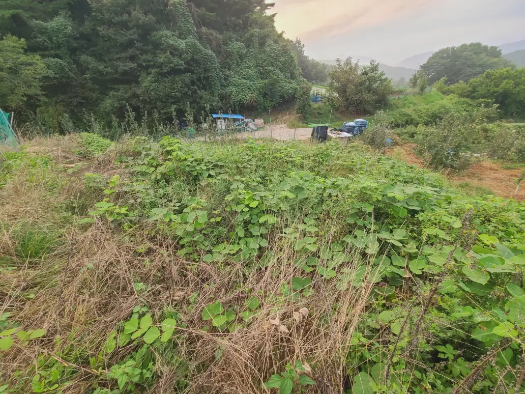 칠곡군 가산면 벌초 대행 다녀왔습니다. 작업 사진 4