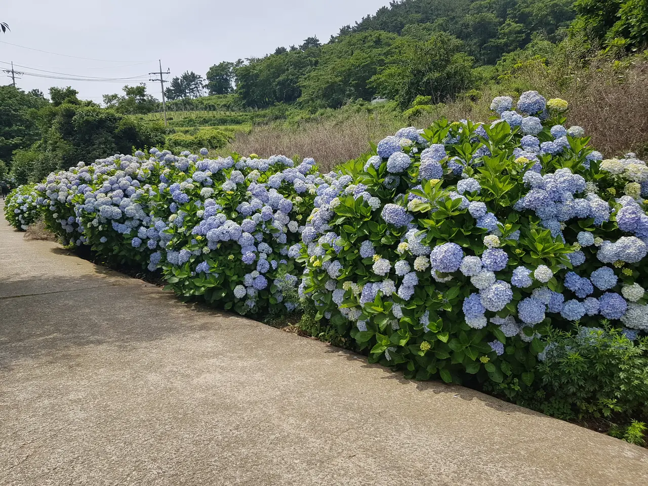 (5점) 6월 말~7월 초 경남 통영 추천 여행지. '연화도 수국 꽃 여행' 작업 사진 35