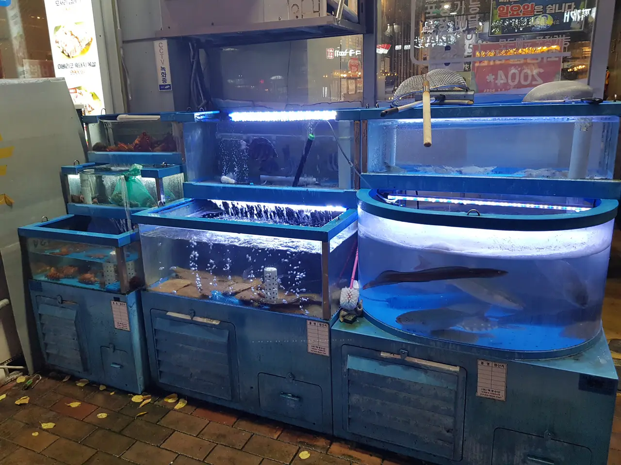 (5점) 인천 서구 연희동. 청라 회 맛집(우럭+방어) '하나수산' 작업 사진 2