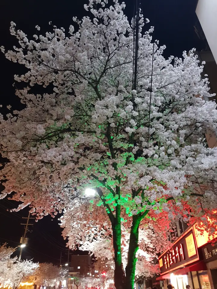 (4점) 이월드 벚꽃 대신하여 다녀온 앞산 벚꽃 로드 (만족!) 작업 사진 6