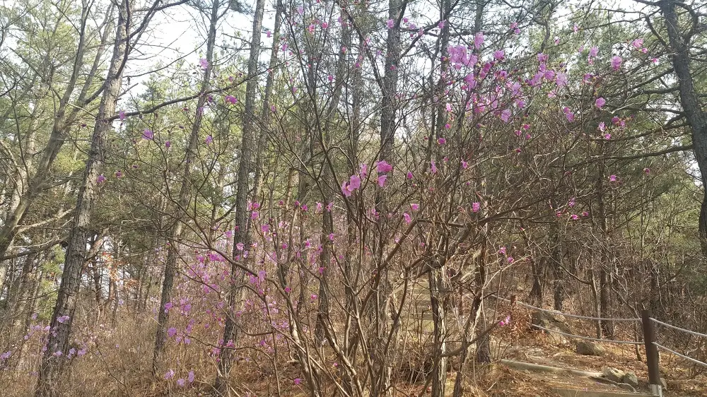 <대구 수성구 파동 \"법이산 사진찍기 좋은 곳\"> 수성못 벚꽃구경과 함께 수성못 뒤 법이산 등산 작업 사진 6