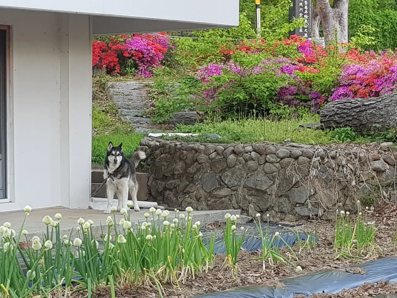 (4점) 대구 달서구 상인동 4월 겹벚꽃 보기 좋은 곳 '월곡역사공원' 작업 사진 16