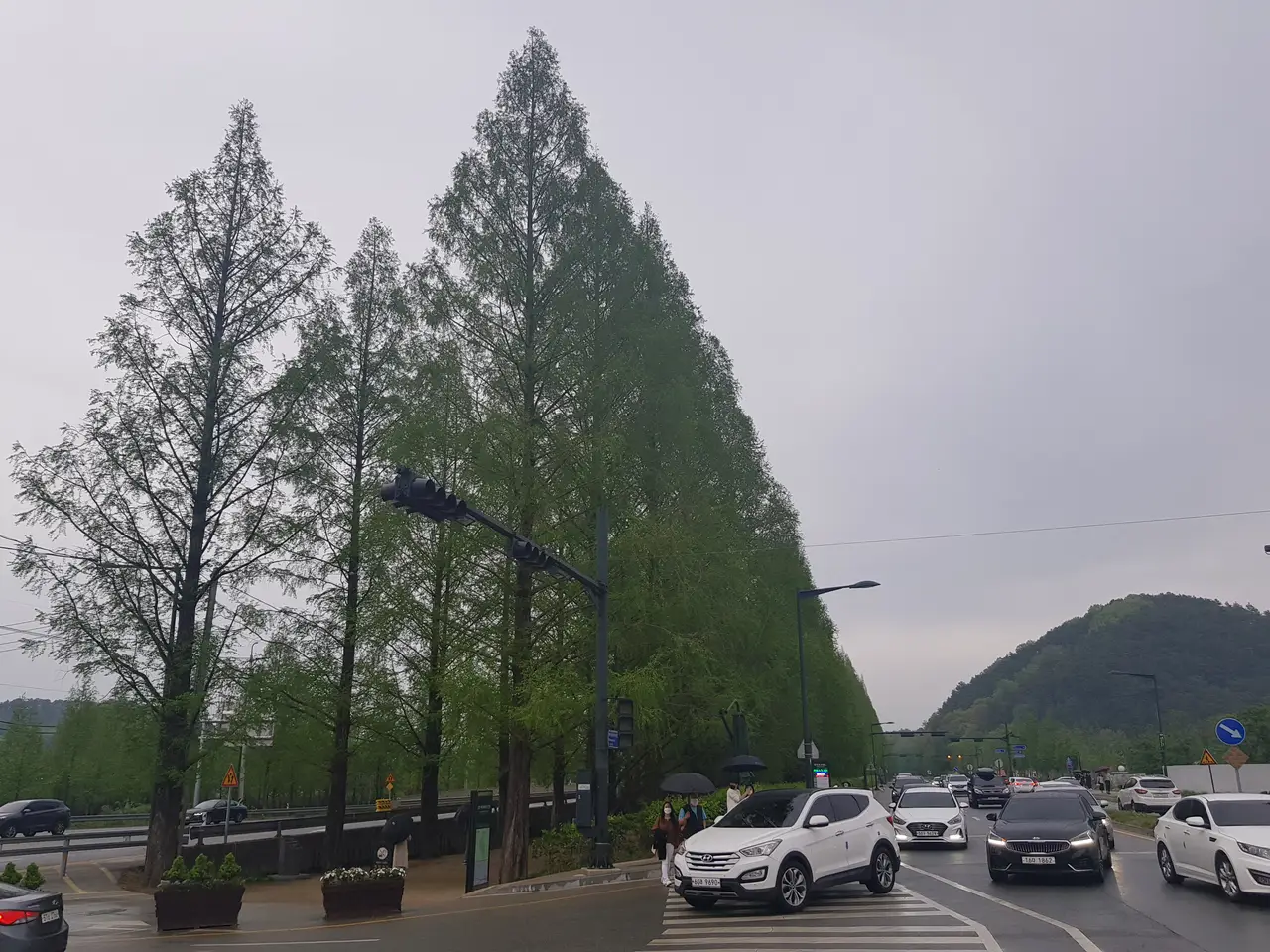 (4점) 전남 담양 메타세쿼이아 가로수길 잠시 스치기. (맑을 때 추천) 작업 사진 3