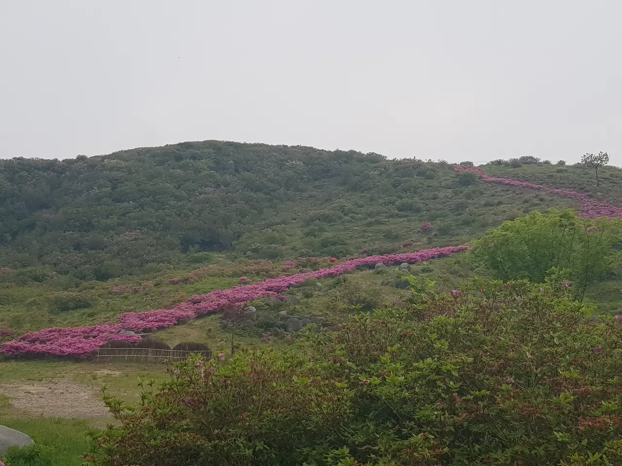 (5점) 5월 놓치면 안 되는 봄꽃 여행지 경남 합천 '황매산 철쭉' 작업 사진 38