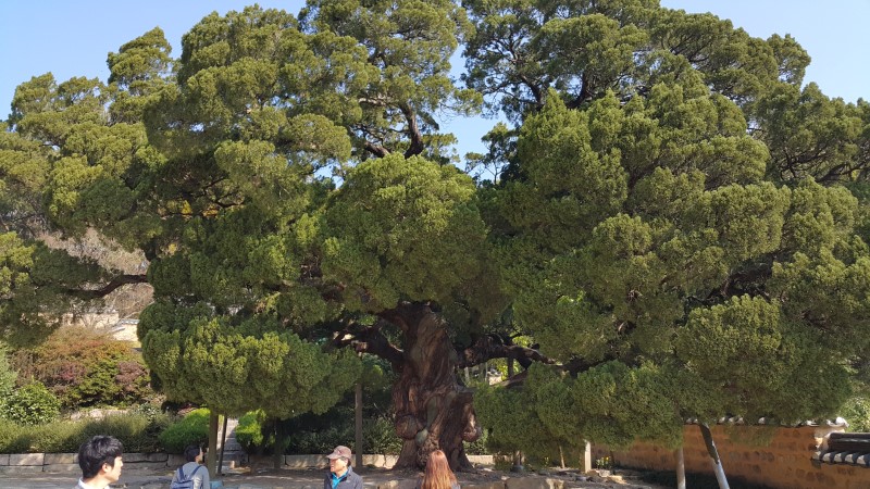 <경주 양동마을> 유네스코 세계문화유산으로 빛나는 마을 작업 사진 12