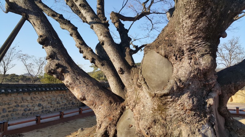 <안동 하회마을> 추운날 갔더니 얼굴이 떨어지는 줄... 작업 사진 19