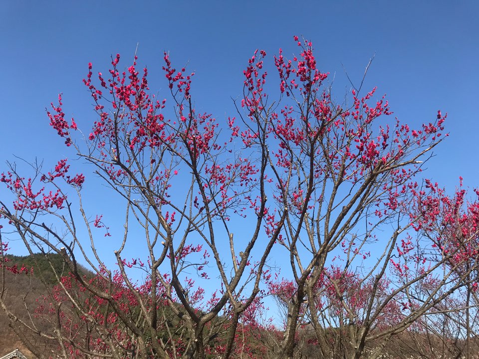 <3월 대구여행> 달성군 화원읍  홍매화가 이쁜 '남평 문씨 본리 세거지' 작업 사진 12