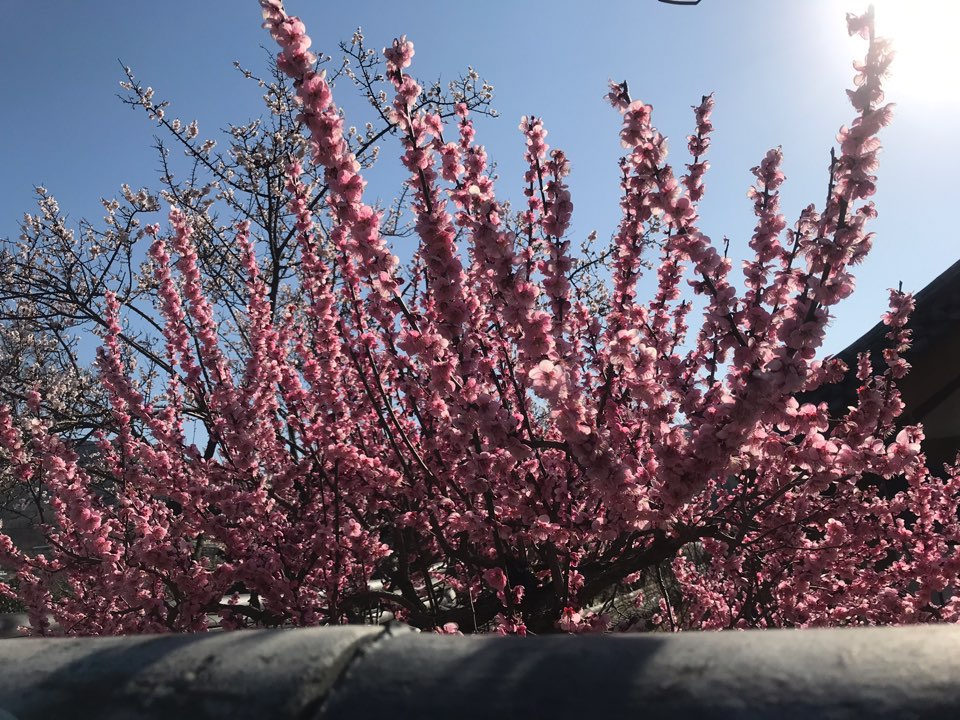 <3월 대구여행> 달성군 화원읍  홍매화가 이쁜 '남평 문씨 본리 세거지' 작업 사진 13
