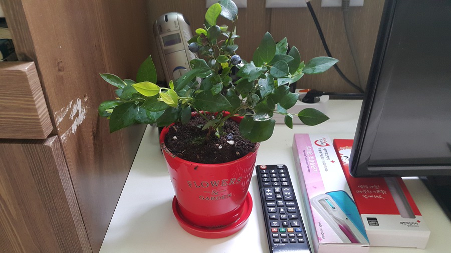 4년 동안 키우던 스투키, 처음으로 새싹이 돋다! 그리고 충동구매! 작업 사진 6