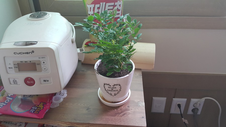 4년 동안 키우던 스투키, 처음으로 새싹이 돋다! 그리고 충동구매! 작업 사진 4