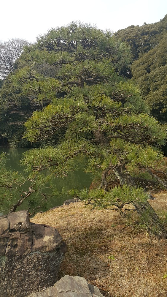 <도쿄 신주쿠 교엔> 도쿄 안의 국립공원 작업 사진 6