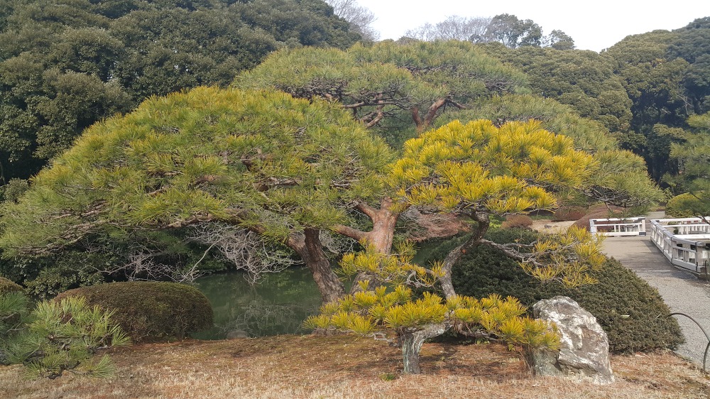 <도쿄 신주쿠 교엔> 도쿄 안의 국립공원 작업 사진 9