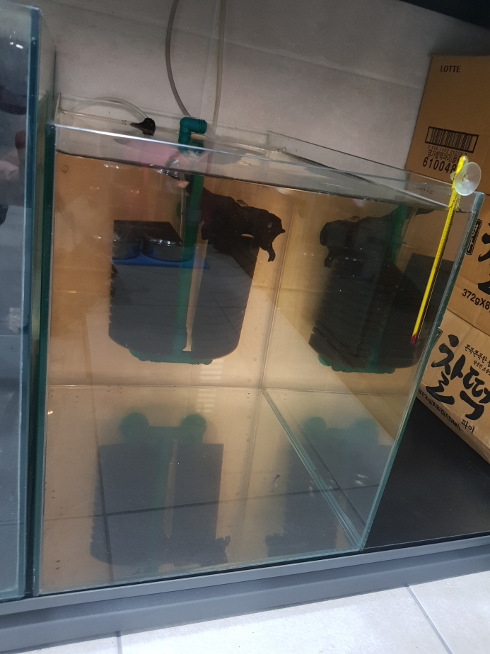 다시 물생활 시작. 안시롱핀, 황금안시롱핀 입양. 작업 사진 2