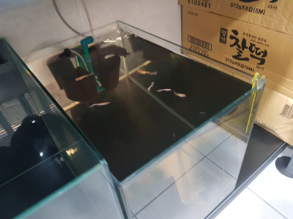 다시 물생활 시작. 안시롱핀, 황금안시롱핀 입양. 작업 사진 3