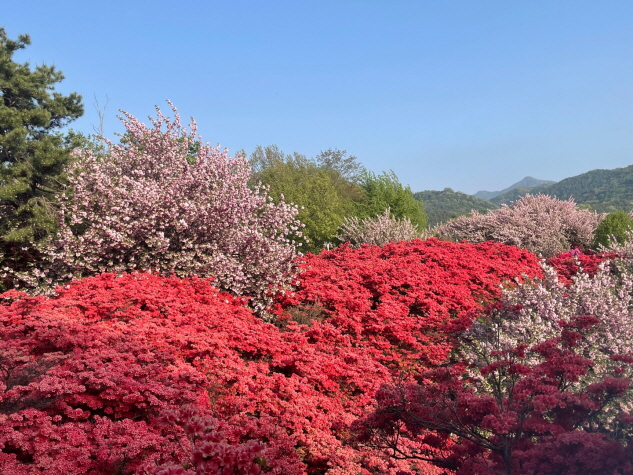 (5점) 4월에 여행가기 좋은 겹벚꽃 명소, 전주 완산공원. 작업 사진 7
