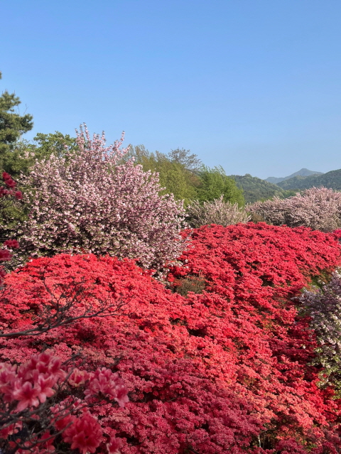 (5점) 4월에 여행가기 좋은 겹벚꽃 명소, 전주 완산공원. 작업 사진 8