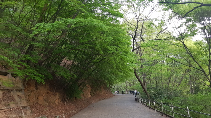 (5점) 4월에 여행가기 좋은 겹벚꽃 명소, 전주 완산공원. 작업 사진 10