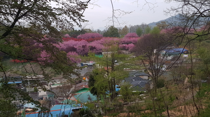 (5점) 4월에 여행가기 좋은 겹벚꽃 명소, 전주 완산공원. 작업 사진 11