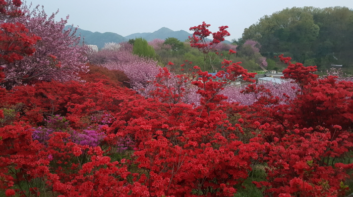 (5점) 4월에 여행가기 좋은 겹벚꽃 명소, 전주 완산공원. 작업 사진 14