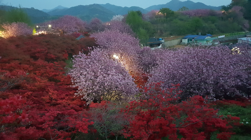 (5점) 4월에 여행가기 좋은 겹벚꽃 명소, 전주 완산공원. 작업 사진 15